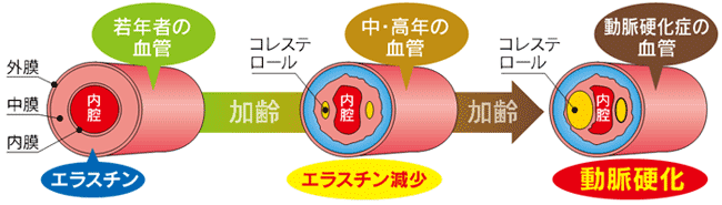 血管の外膜には硬いコラーゲンが多く、内膜には柔軟性のあるエラスチンが多い。