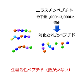 elastins0