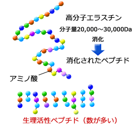 elastins1